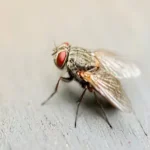 شركة مكافحة الذباب